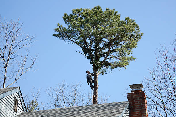 How Our Tree Care Process Works  in  Homedale, ID