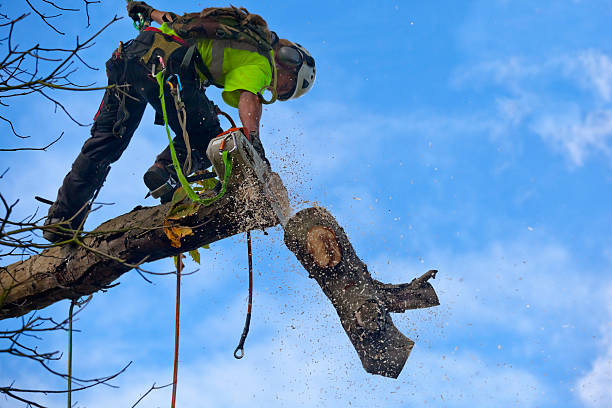 Homedale, ID Tree Services Company